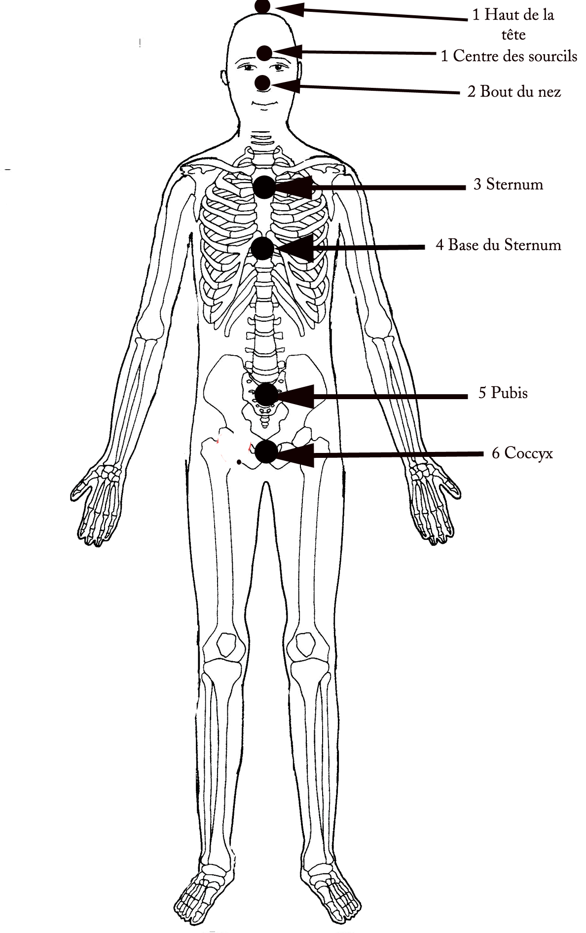 mc-skeleton-french